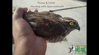 Throw & Catch | Hunting with Sparrowhawk || Falconry | Pak Falconry & Nature