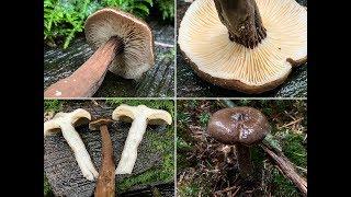 Mohrenkopf-Milchling, Schwarzkopf-Milchling, Rußkopf, Lactarius lignyotus