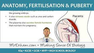 Human Reproduction - Anatomy, fertilisation and puberty - GCSE Biology (9-1)