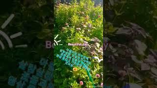 깻잎.잡초와 뒤섞여 공생하는 꽃들..뷰리플데이..