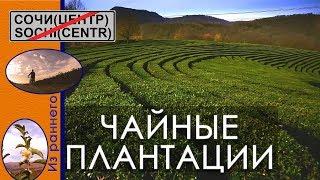 Чайные плантации