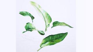 초록잎 그리기 full version [베리현 수채화] Watercolor painting Watercolor flower Watercolor tutorial green leaf