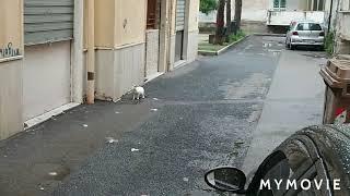 topo contro gatto