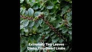 Hokkaido Miniature Chinese Elm. Excellent bonsai indoors or out. www.hirts.com