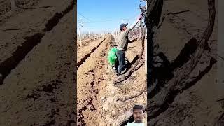 Grape vine trellis: Bury in winter, dig out in spring #gardenvisit #shorts