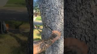 Prevent Tree From Splitting #treeservice #treecare #treebrace #tree #brace #landscaping #treework