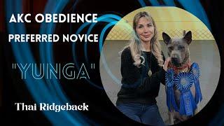 Thai Ridgeback Dog “Yunga” - AKC Obedience Preferred Novice