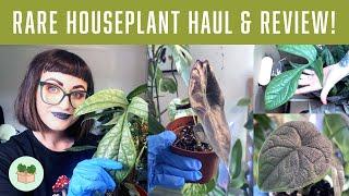 RARE HOUSEPLANT HAUL, REVIEW & REPOT! Plants For All Seasons