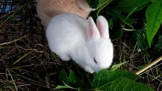 The moment when our white little bunny started eating (Pawpaw Leaves). This is soo adorable  .