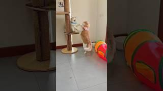 #shorts #two beautiful cats fighting#Dangerous fight between cats while playing#fight🫣#kitten #cute