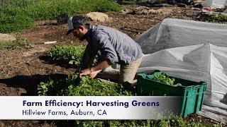 Farm Efficiency: Harvesting Cut Greens