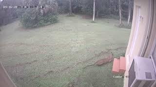 Florida Panther chasing deer