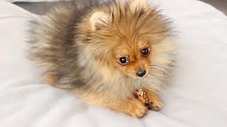 1 HOUR OF POMERANIANS PLAYING | POMERANIAN PUPPY COMPILATION VIDEO