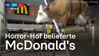 McDonalds-Fleisch vom Horror-Hof: Undercover-Tierschützer decken schlimme Zustände auf