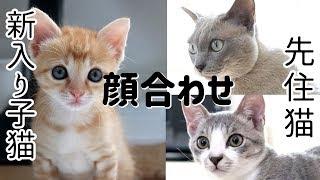 先住猫たちと保護子猫のドキドキ顔合わせ