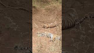 Incredible Sighting of Two Tiger in Zone 2  during morning safari on 20th October 2024 : Ranthambore