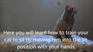 Three easy ways to train your cat to sit!