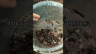 Никогда и ни за что не собирайте колорадского жука руками! Секретное средство от старого садовода!