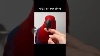 [젤리] 사람을 무는 무서운 앵무새 / 그냥 잡기만 했어요 / 동공으로 대답하는 앵무새 / parrot bite