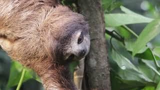 Jungle Vibes Music: Sloths Edition!