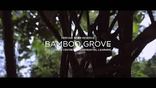 Bamboo Grove