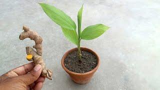 How to grow Turmeric from turmeric cutting