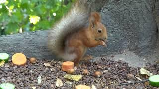 Ещё о голодных белках / More about hungry squirrels