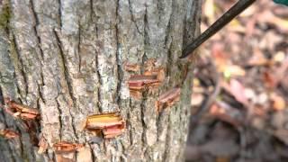 Bush Regeneration Weed Control Techniques: Stem Injection