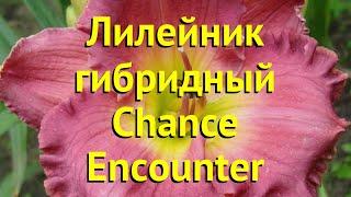 Лилейник гибридный Ченс Инкаунтер. Краткий обзор, описание hemerocallis Chance Encounter