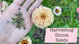 How to Harvest Zinnia Seeds