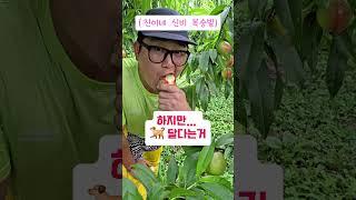 도원결식?? #청년농부진이 #신비복숭아 #블루베리