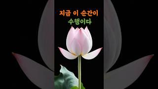 지금 이 순간이 수행이다   #연꽃드림 #부처님말씀