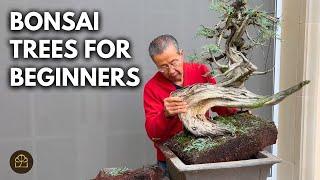 How to Start a Bonsai