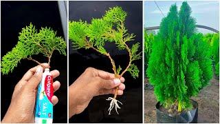 How to propagate Thuja from cutting || Easy method to grow thuja plant at home