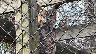 A Walk Through Sweetbriar Nature Center/ Beautiful Animals