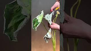 灼灼荷花瑞，亭亭出水中。#flowers #florist