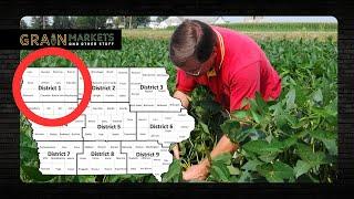 Excellent Potential in Illinois, Problems in Northwest Iowa (Crop Tour)