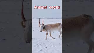 Walk in the Snow