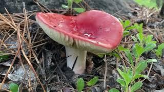 Rosy Russula (Russula rosacea) - All Mushrooms Are Magic