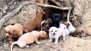 Who can imagine how this dog mom raised 12 adorable puppies? ️️️️