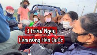 Tiền công 3 triệu cho Một ngày làm Nông ở Hàn Quốc / Thu Hoạch Khoai Tây