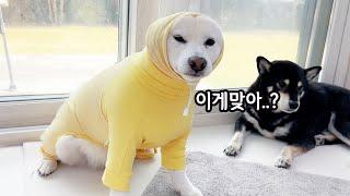 진드기 때문에 옷입혔더니 눈으로 욕하는 강아지 ㅋㅋㅋ