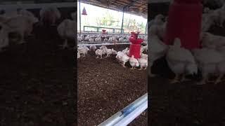 Broiler chicks drinking water through Nipple system