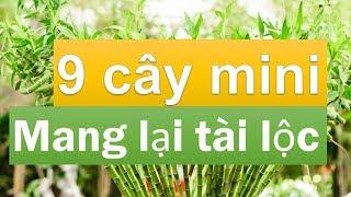 9 loại cây cảnh mini để bàn vừa xinh vừa rước tài lộc đến với chủ nhân