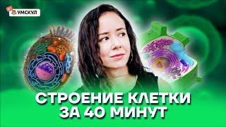 Строение клетки за 40 минут | Биология ЕГЭ 2025 | Умскул