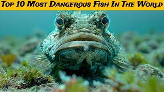 Top 10 Most Dangerous Fish In The World #2024