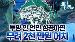 성공한 투망 한 번에 2천만 원 이득, 실패한 투망은 인건비도 안 나오는 고난이도 기술직 보령바다 전어잡이 / #바다다큐