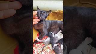 Kitten sounds to attract cats - Kitten Meowing meow #cat #kitten