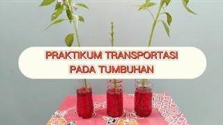 PRAKTIKUM TRANSPORTASI PADA TUMBUHAN