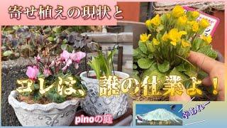 【pinoの庭】寄せ植えの現状報告／花びらの無くなってしまった犯人は？／ビオラの葉に黒い斑点は？